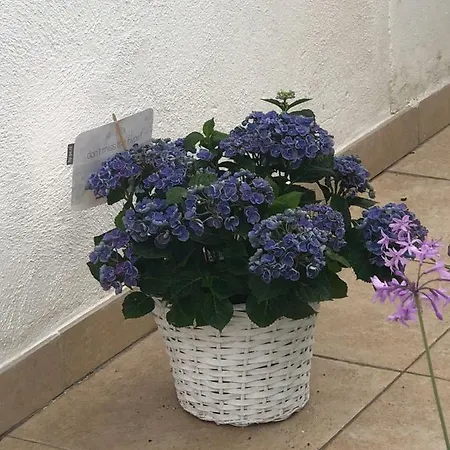 Gheco * Pérols